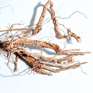 Guinea Hen Weed / Anamu Weed, Gully Root (Petiveria Alliacea)