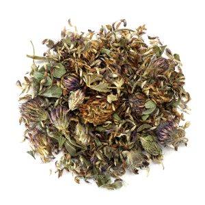 Red Clover Blossom (Trifolium pratense)