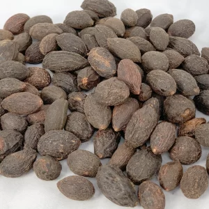 Saw palmetto (Serenoa repens)