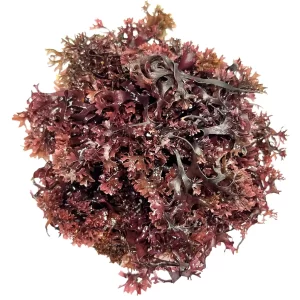 Purple Seamoss (Chondrus crispus)