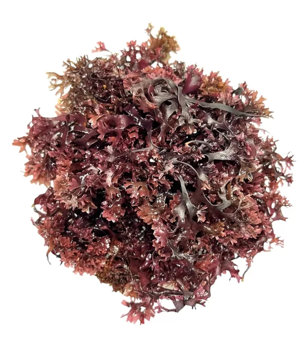 Purple Seamoss (Chondrus crispus)