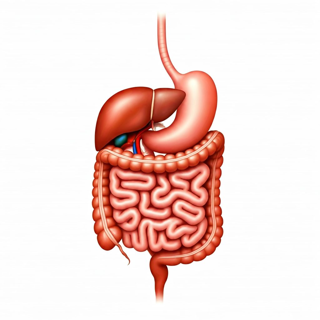 The Digestive System
